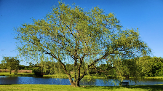 A journey to discover Naturopathy path with Raffaela Marescalco. A tree in the middle of a sunny forest. Professional Feng Shui.