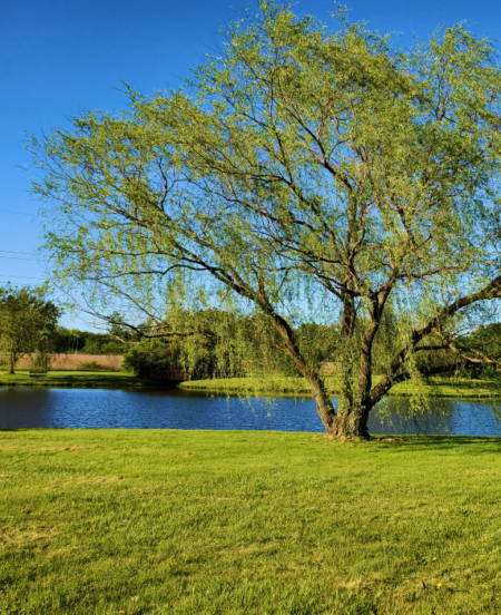 A journey to discover Naturopathy with Raffaela Marescalco. A tree in the middle of a sunny forest.