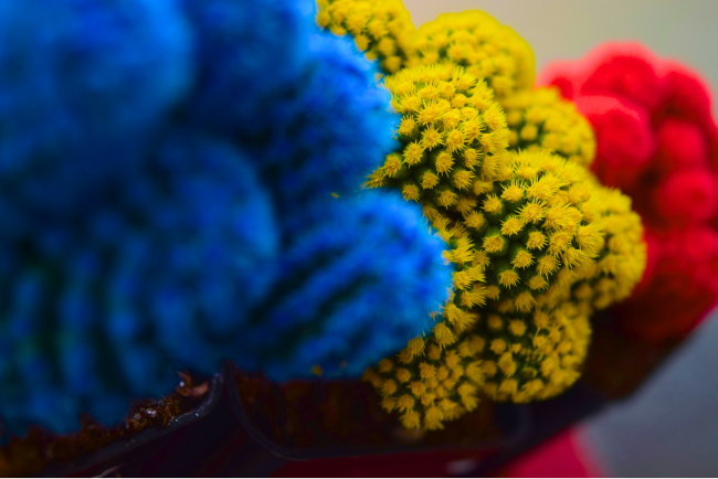 Small cacti in different colors: red, yellow, and blue.