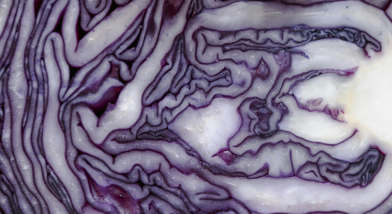 Colorful Nutrition: A Close-Up of the Inside of a Purple Cabbage