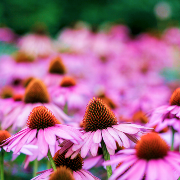 A close-up of a field of purple flowers along a path in the midst of nature. The flowers are in full bloom and have a daisy-like shape with delicate, fringed petals.