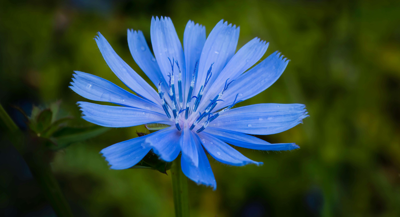 Blue flower, one of the many Bach flowers.