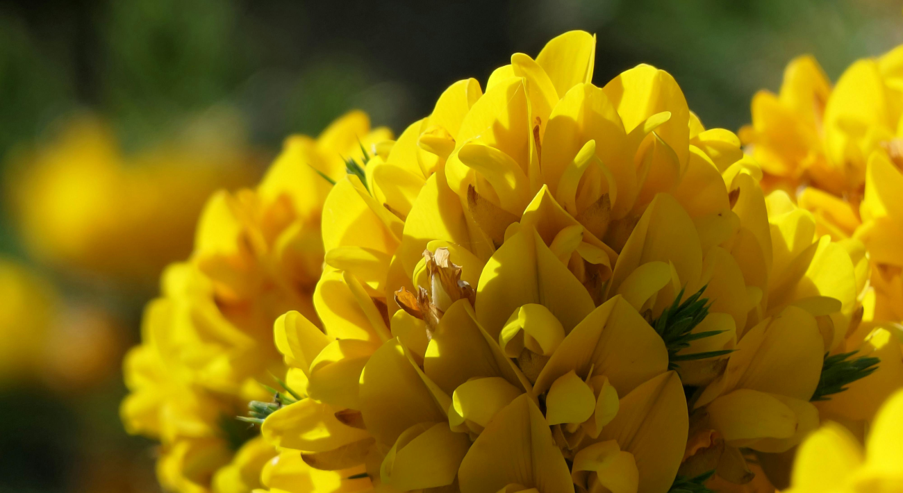 Yellow flowers in the sun, examples of Bach flowers