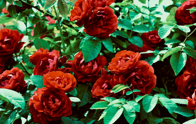 Red roses, Bach flowers
