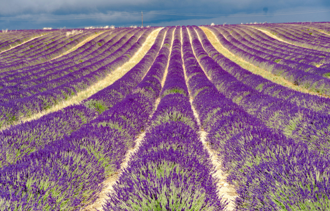 A lavender field stretches as far as the eye can see. Lavender is a fundamental flower in naturopathy.